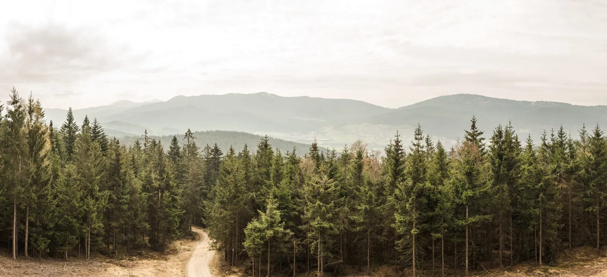 Waldweg mit Blick auf die Höhenzüge des Bayerischen Waldes