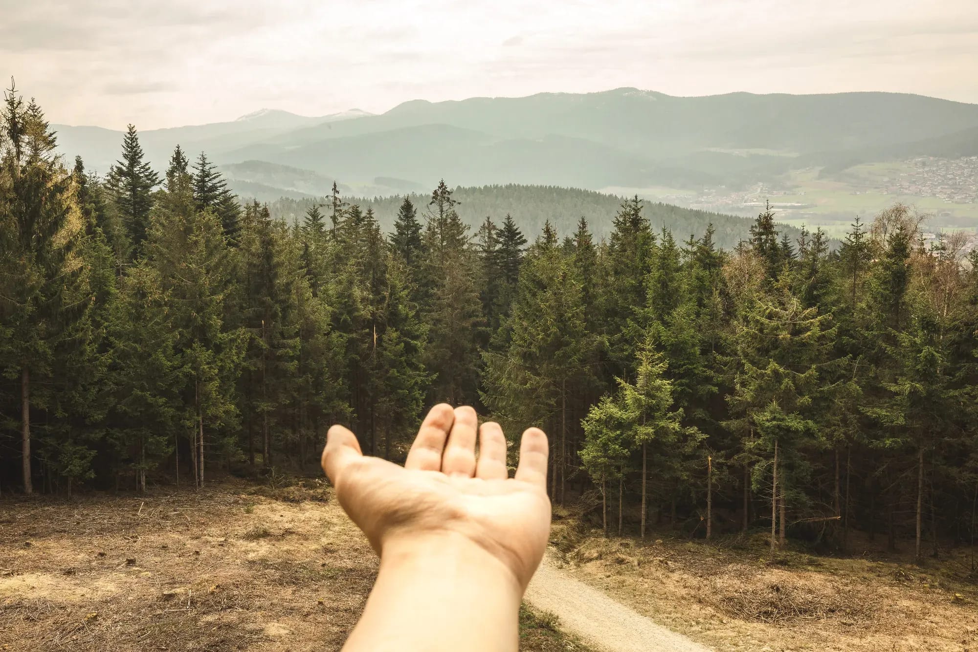 Ausgestreckte Hand vor dem Waldpanorama